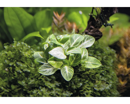 Aquarienpflanze mit grünen Blättern und weißer Maserung