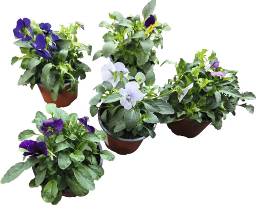 Verschiedene Veilchen in Töpfen