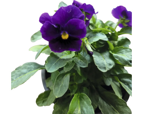 Veilchenblume im Topf