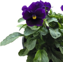 Violette Stiefmütterchen Pflanze im Topf