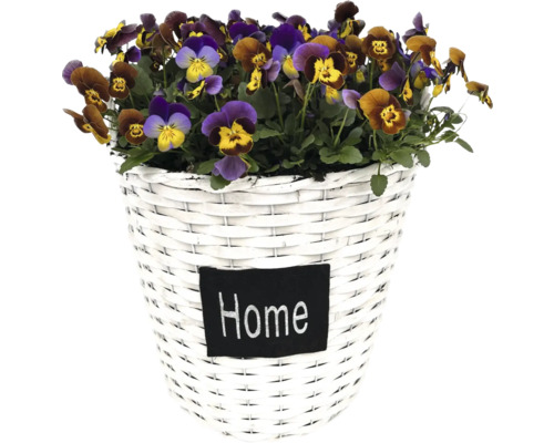 Dekorativer Korb mit Veilchenblüten und der Aufschrift Home