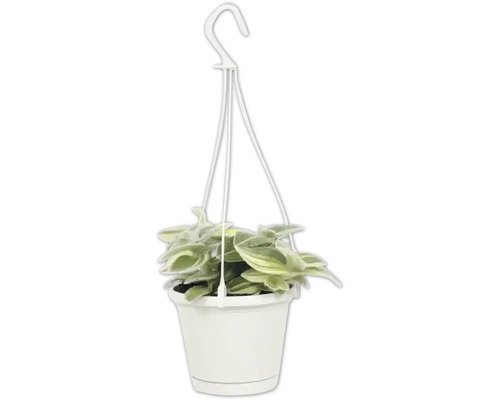Dreimasterblume Ampel FloraSelf Tradescantia sillamontana Ø 12 cm Ampeltopf Hängepflanze im Topf