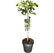 Echter Feigenbaum im Topf