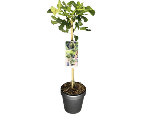 Echter Feigenbaum im Topf