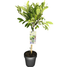 Im Topf gezogener Gartenbaum mit Blättern