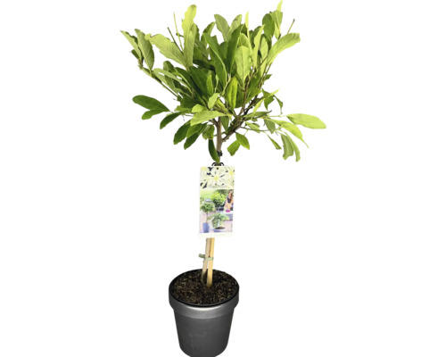 Sternmagnolie Stämmchen FloraSelf Magnolia stellata Stammhöhe 50 cm Co 3 L, duftend Im Topf gezogener Gartenbaum mit Blättern