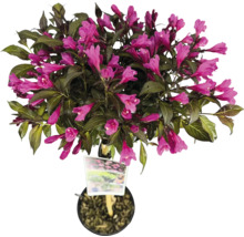 Blühender Weigelien-Strauch im Topf