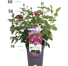 Heidi Klum Rose im Topf