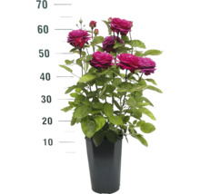 Rose im Topf mit Höhenangabe