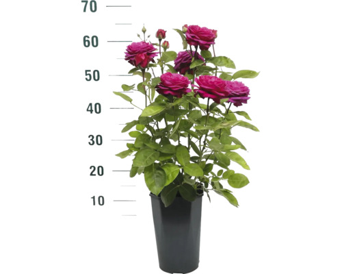 Rose im Topf mit Höhenangabe