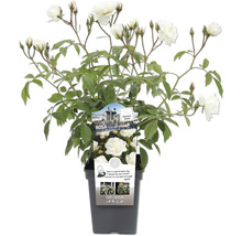Rose Schneewittchen im Topf