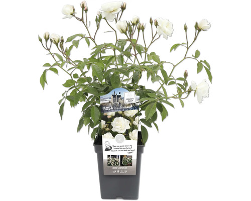 Rose Schneewittchen im Topf