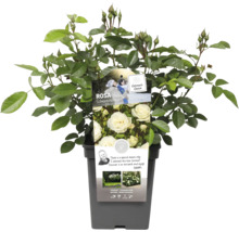Baby Schneewittchen Rose im Topf
