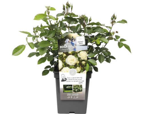 Baby Schneewittchen Rose im Topf
