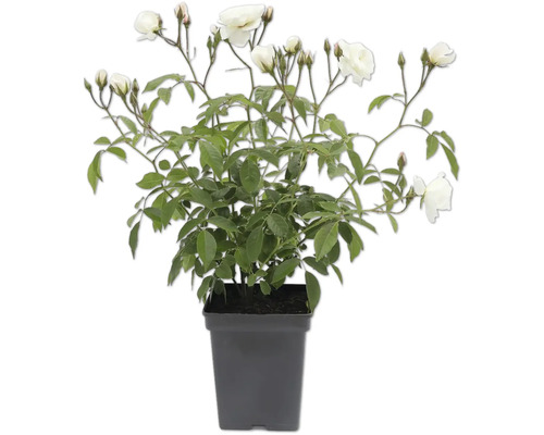 Rose im Topf mit weißen Blüten und grünen Blättern