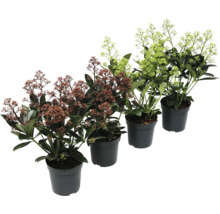 Skimmia im Topf