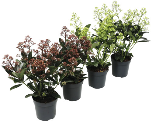 Skimmia im Topf