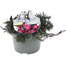 Heide Nelke Pflanze im Topf