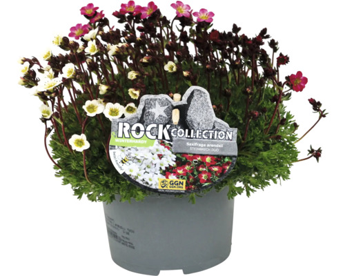 Steinbrech Duo im Topf