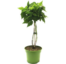 Himbeerstrauch im Topf