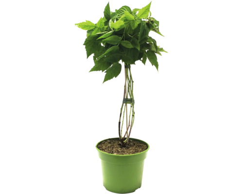 Himbeerstrauch im Topf