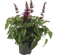 Ananas-Salbei Pflanze im Topf