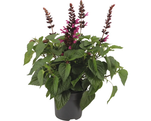 Ananas-Salbei Pflanze im Topf