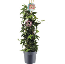 Passionsblume im Topf mit Rankhilfe