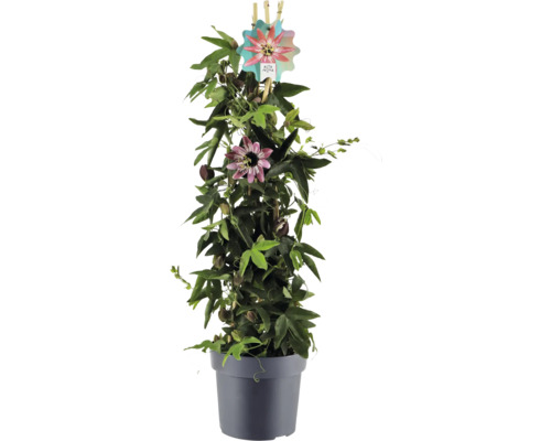 Passionsblume im Topf mit Rankhilfe