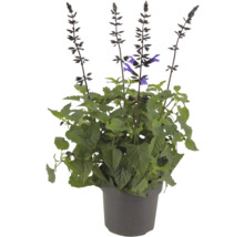 Salbei Pflanze im Topf