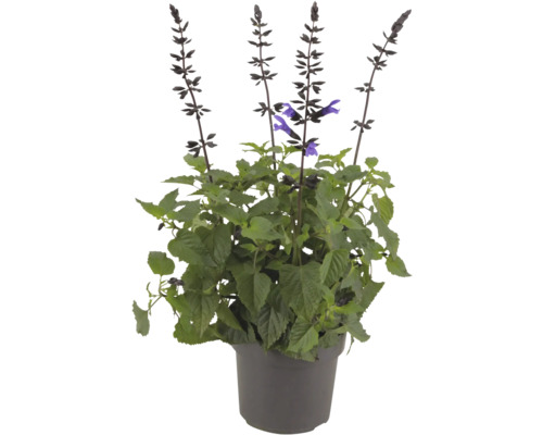 Salbei Pflanze im Topf