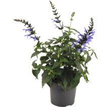 Salbei Pflanze im Topf