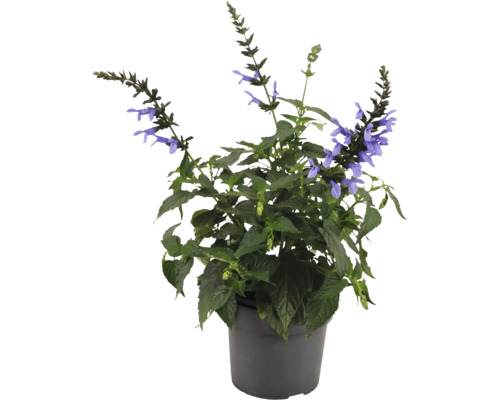 Salbei Pflanze im Topf