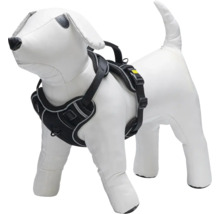 Hundegeschirr am Hundemodell