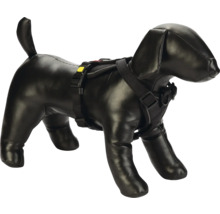 Hundegeschirr am Hundemodell