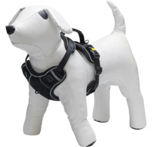 Hundegeschirr am Hundemodell