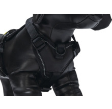 Hund mit schwarzem Geschirr