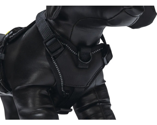 Hund mit schwarzem Geschirr