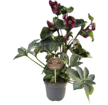 Christrose 'Red Princess' im Topf