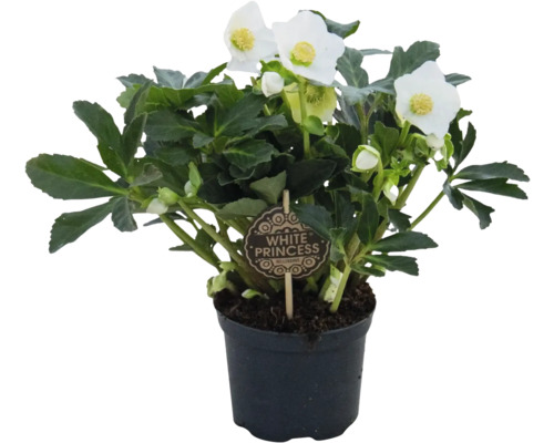 Christrose White Princess im Topf