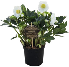 Christrose White Princess im Topf