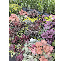 Verschiedene Heuchera-Pflanzen und andere Gewächse in einer Gärtnerei.
