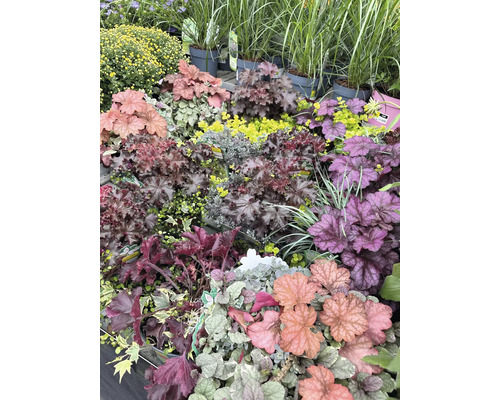 Verschiedene Heuchera-Pflanzen und andere Gewächse in einer Gärtnerei.