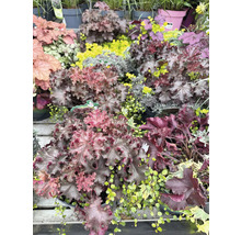 Verschiedene Heuchera Pflanzen in Töpfen, ideal für den Garten
