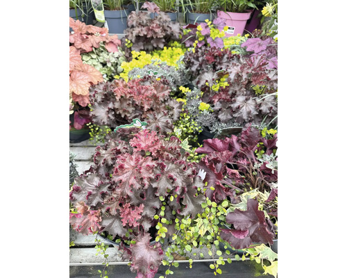 Verschiedene Heuchera Pflanzen in Töpfen, ideal für den Garten