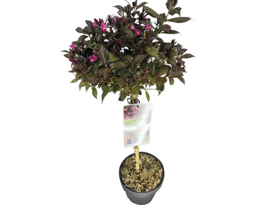 Blütenstrauch mit grünen Blättern und rosa Blüten im Topf