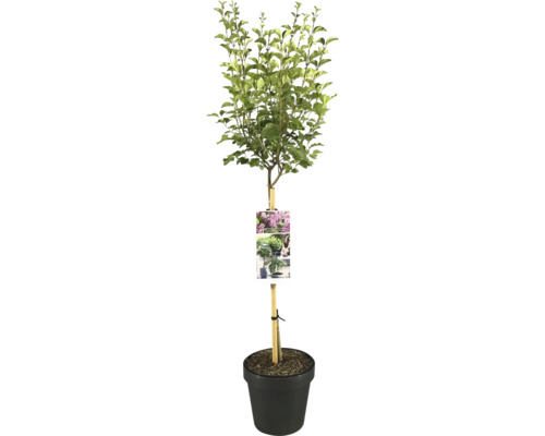 Zwerg-Flieder Stamm FloraSelf Syringa meyeri Flowerfesta 'Purple' Stammhöhe 50 cm Co 3 L Lilienbaum im Topf