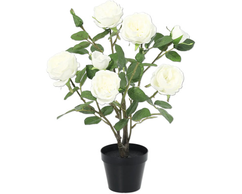Rosenbusch mit sechs weißen Rosen in einem Topf