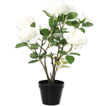 Dekorative Rose im Topf