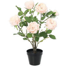 Rosenbusch in schwarzem Topf